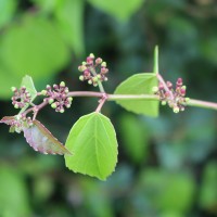 Cissus lonchiphylla Thwaites